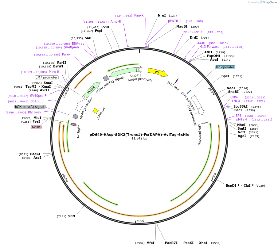 157049-plasmid-map-sequence-id-303207