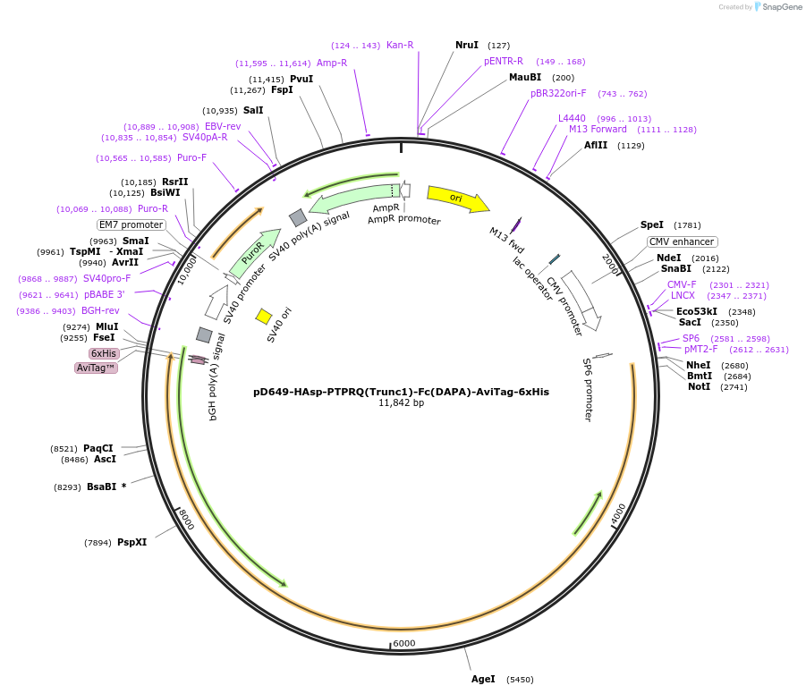 157050-plasmid-map-sequence-id-303209
