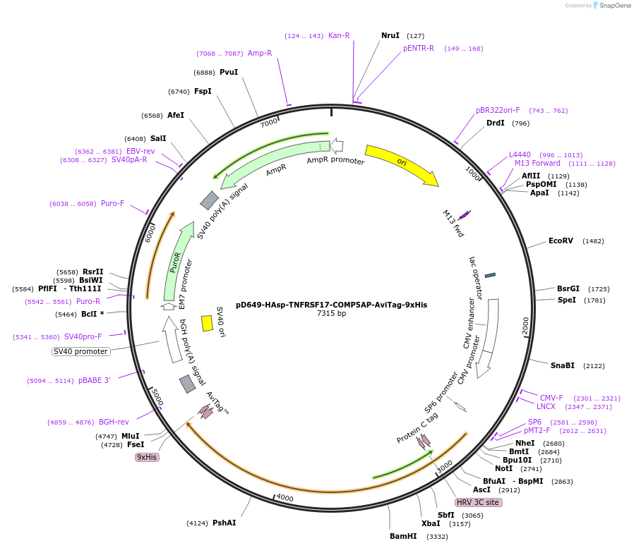 157053-plasmid-map-sequence-id-303215