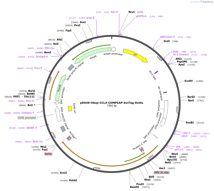 157054-plasmid-map-sequence-id-303217