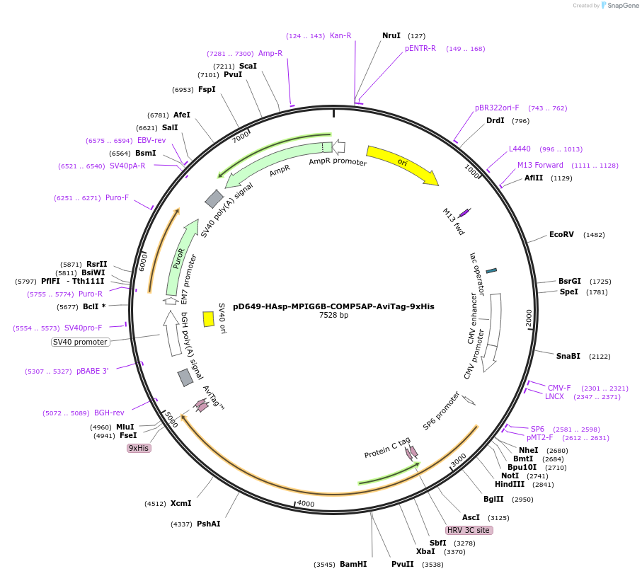 157069-plasmid-map-sequence-id-303247