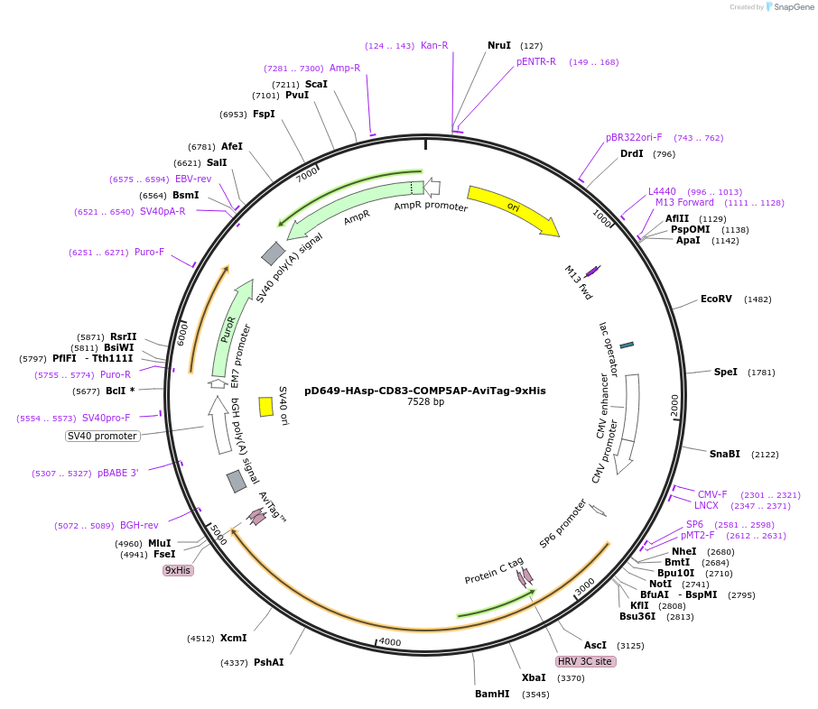 157070-plasmid-map-sequence-id-303249