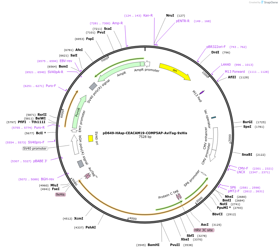 157072-plasmid-map-sequence-id-303253