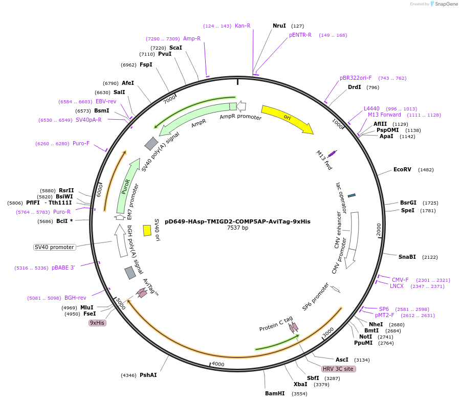 157080-plasmid-map-sequence-id-303269