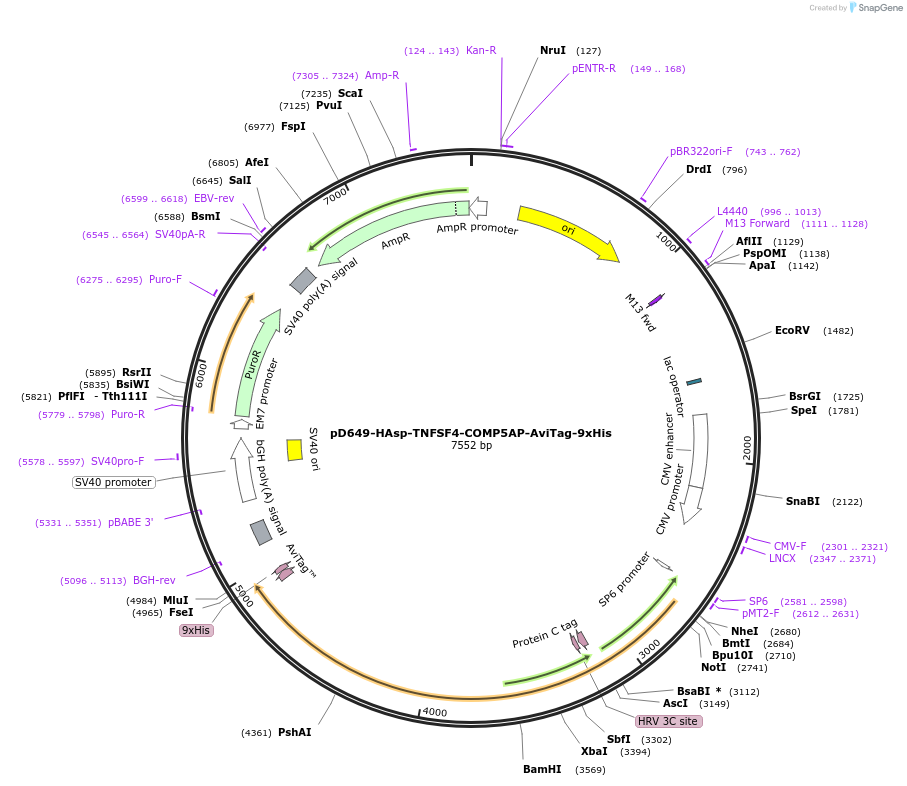157087-plasmid-map-sequence-id-303283
