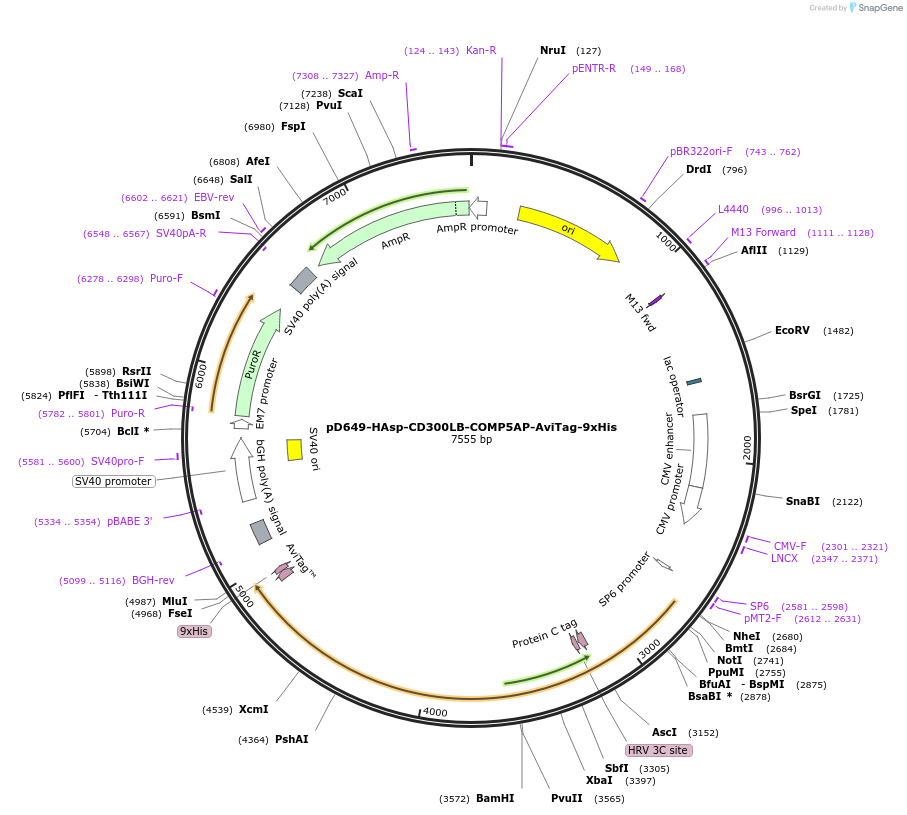 157089-plasmid-map-sequence-id-303287
