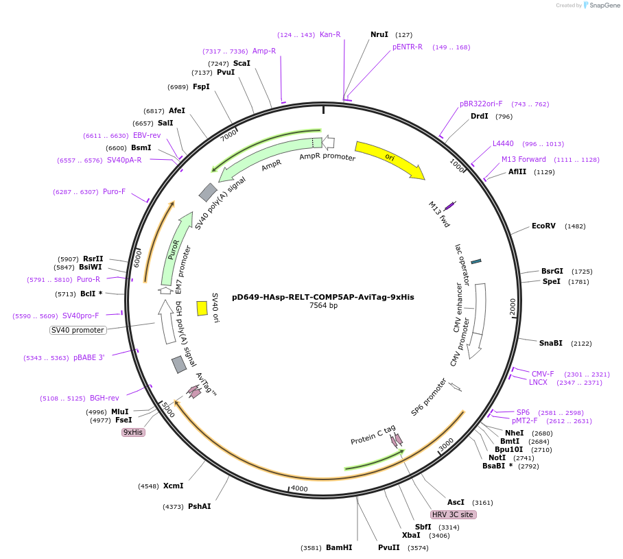 157093-plasmid-map-sequence-id-303295