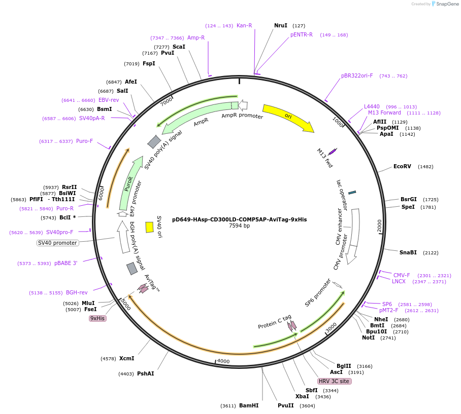 157104-plasmid-map-sequence-id-303317
