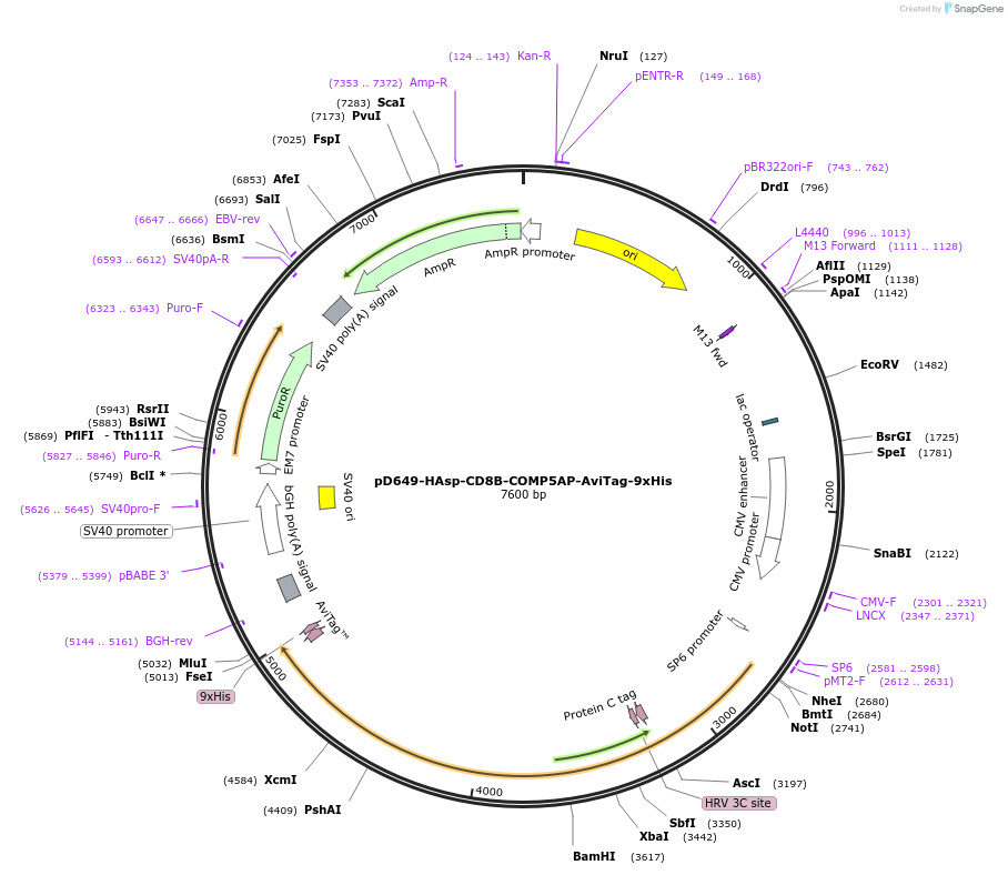 157107-plasmid-map-sequence-id-303323