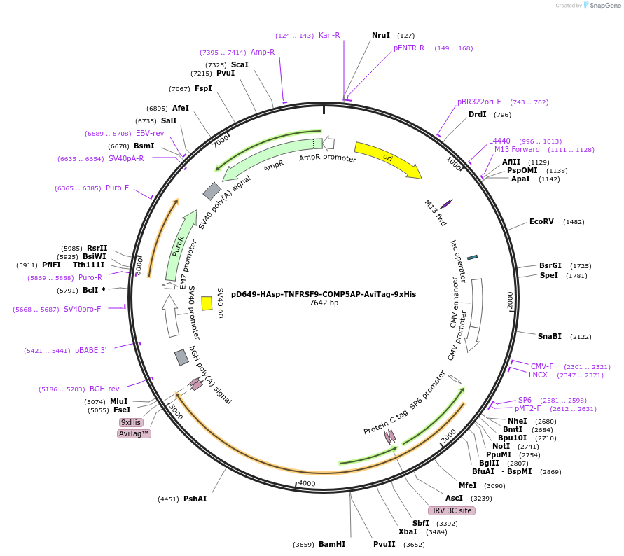 157121-plasmid-map-sequence-id-303351