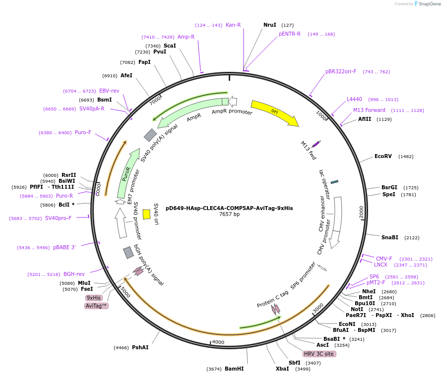 157129-plasmid-map-sequence-id-303367