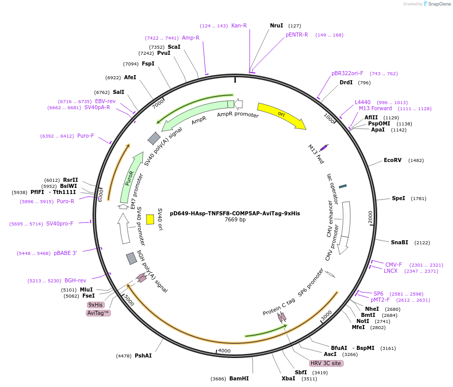 157135-plasmid-map-sequence-id-303379