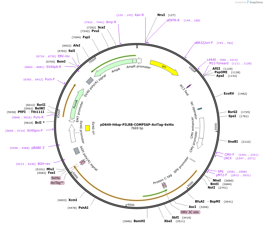 157136-plasmid-map-sequence-id-303381