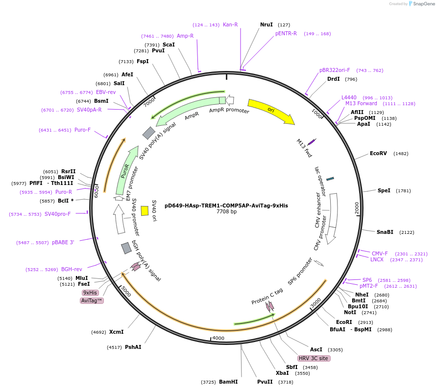 157157-plasmid-map-sequence-id-303423
