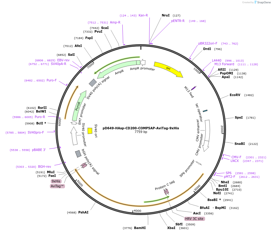 157177-plasmid-map-sequence-id-303463