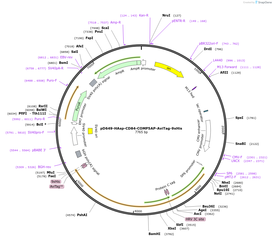 157180-plasmid-map-sequence-id-303469