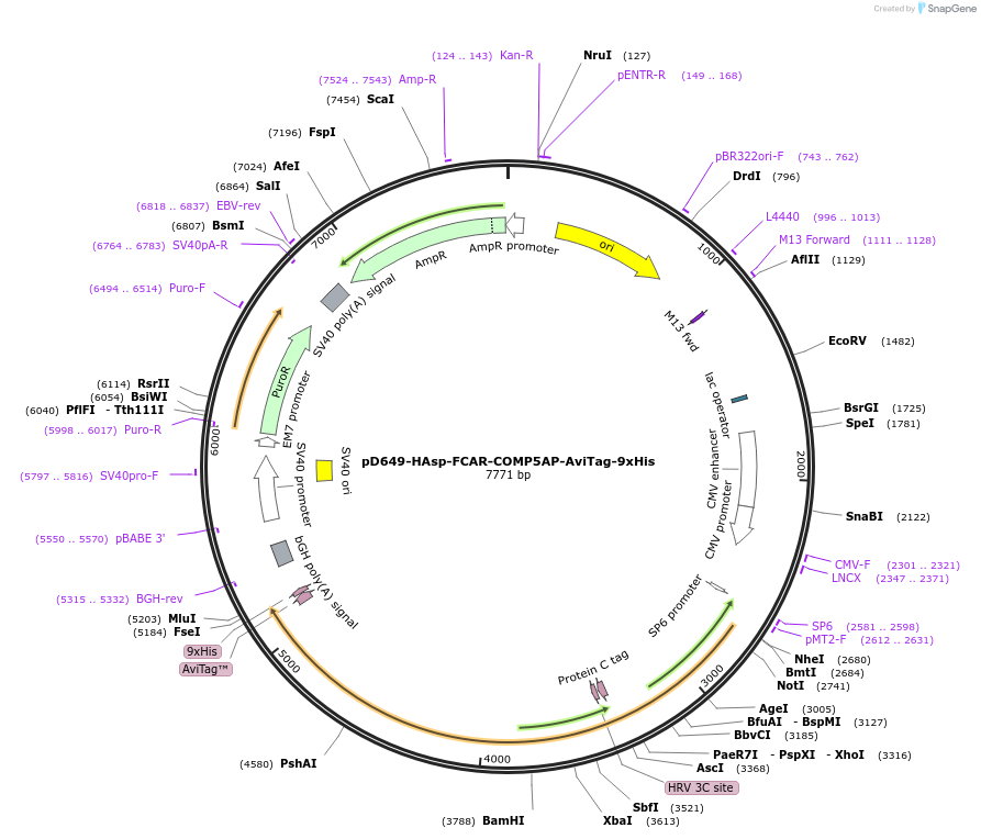 157183-plasmid-map-sequence-id-303475