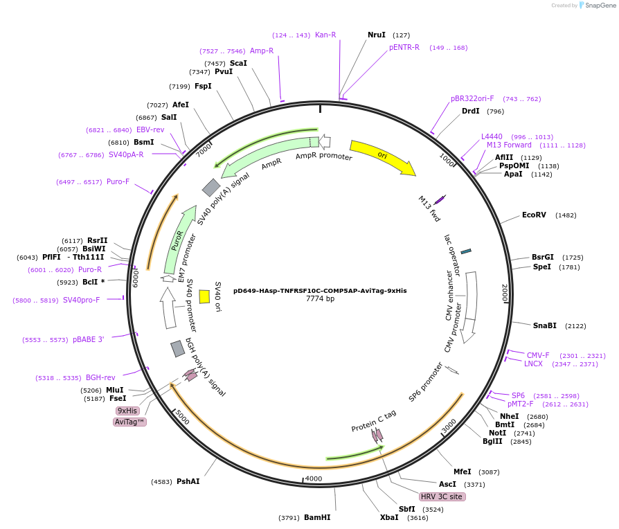 157186-plasmid-map-sequence-id-303481