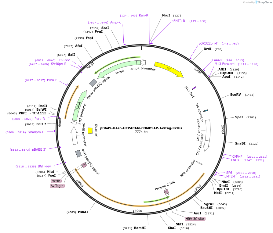 157188-plasmid-map-sequence-id-303485
