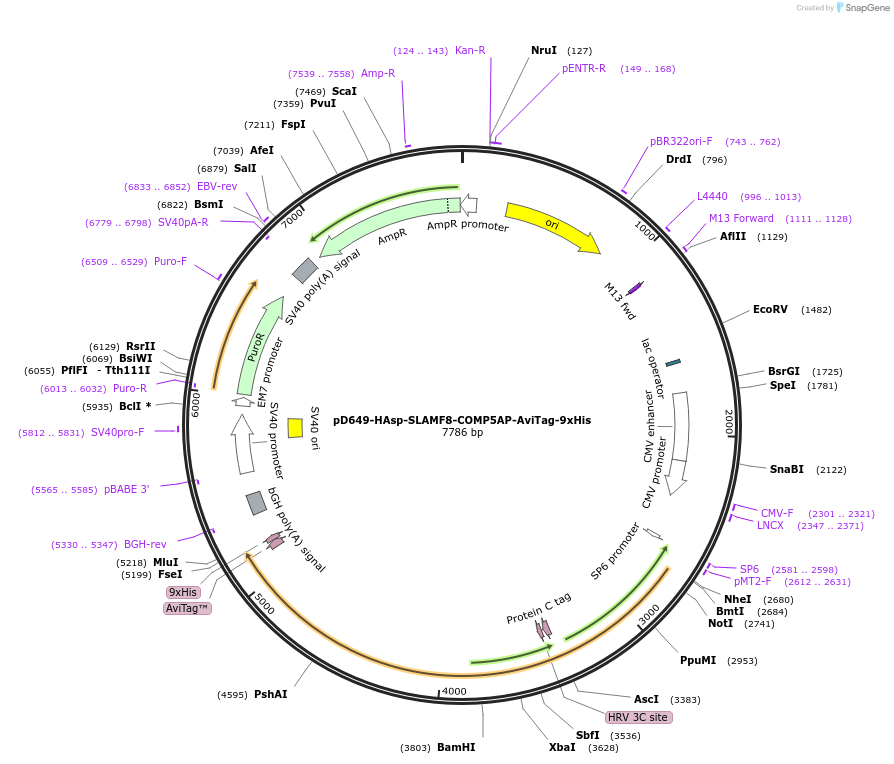 157195-plasmid-map-sequence-id-303499