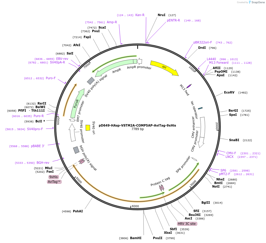 157197-plasmid-map-sequence-id-303503
