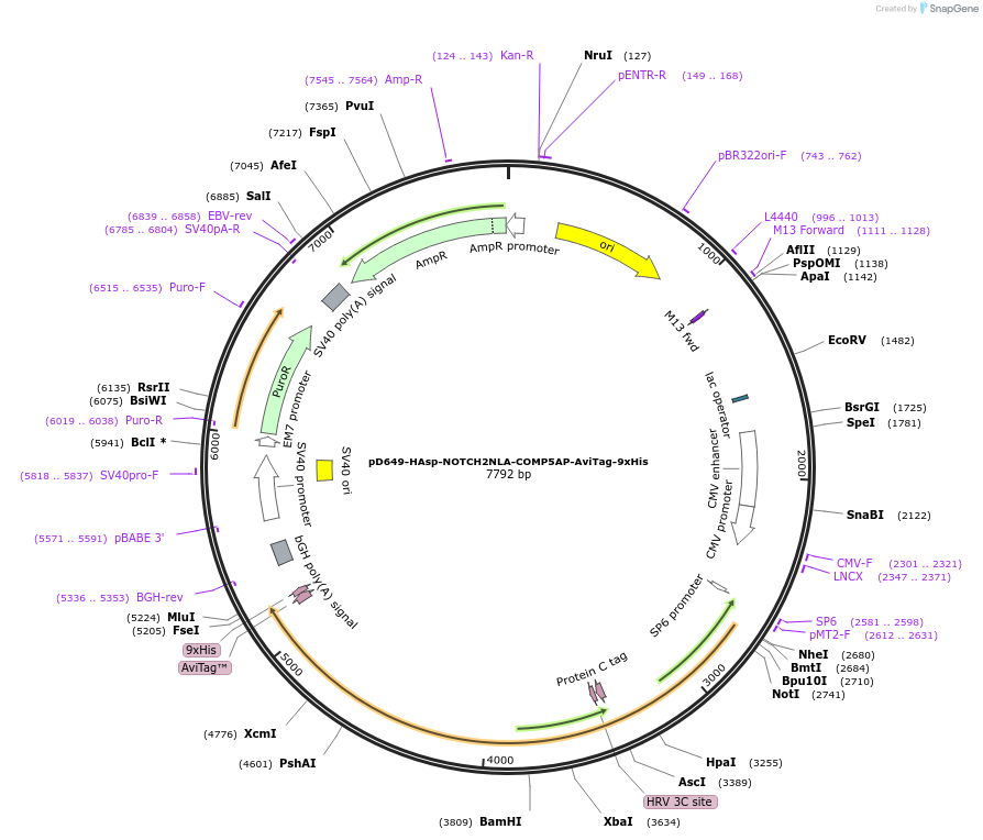 157198-plasmid-map-sequence-id-303505
