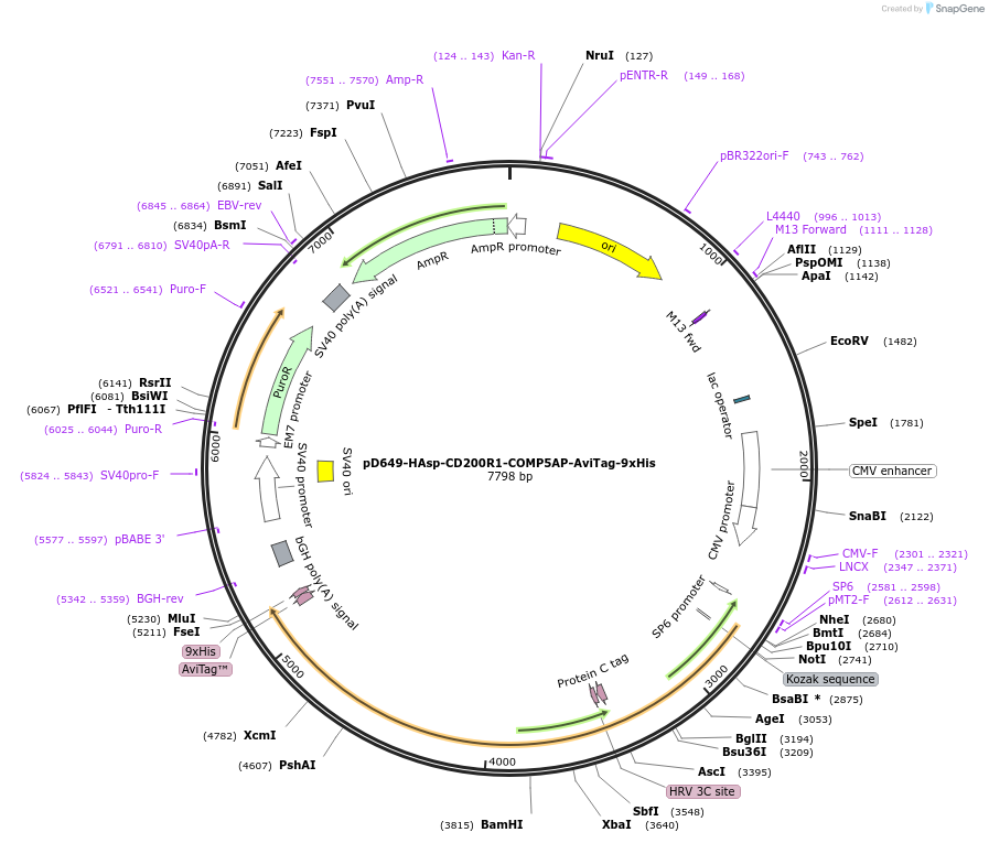 157201-plasmid-map-sequence-id-303511