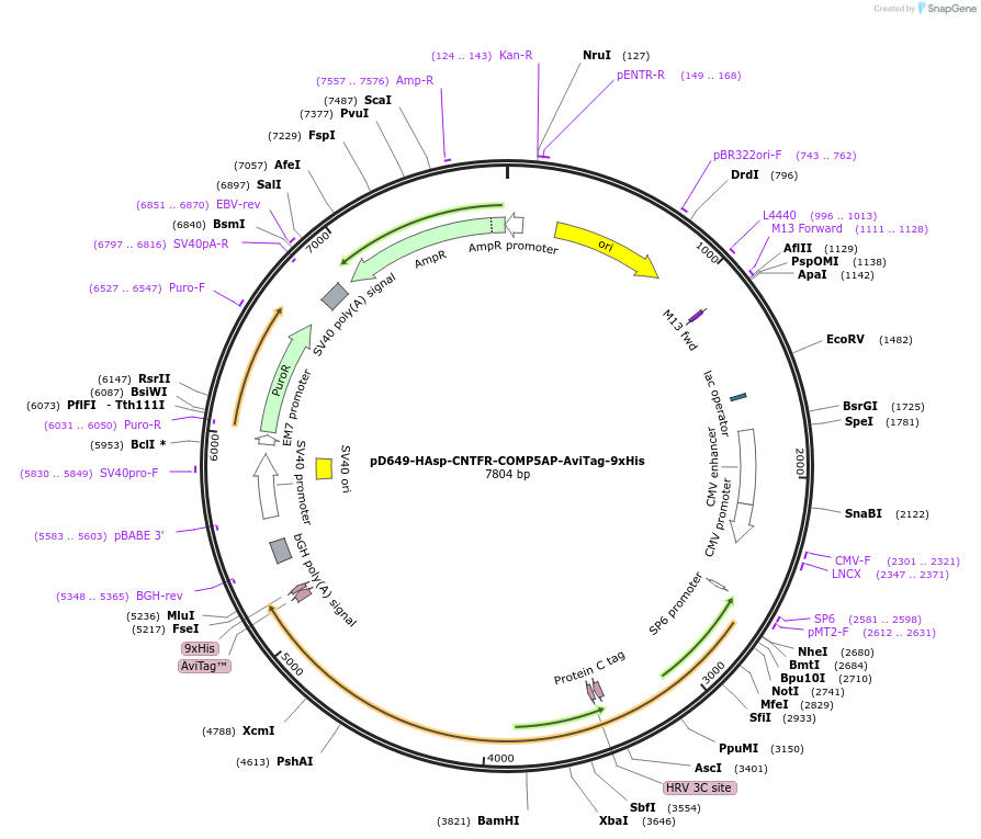 157205-plasmid-map-sequence-id-303519