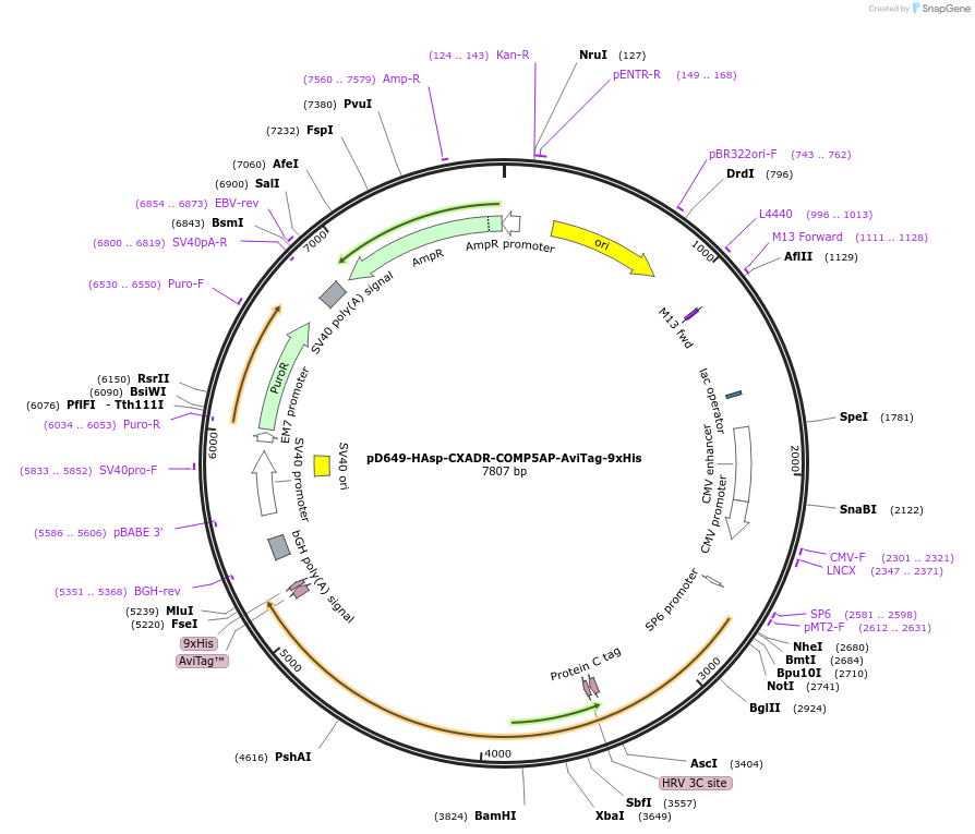 157210-plasmid-map-sequence-id-303529