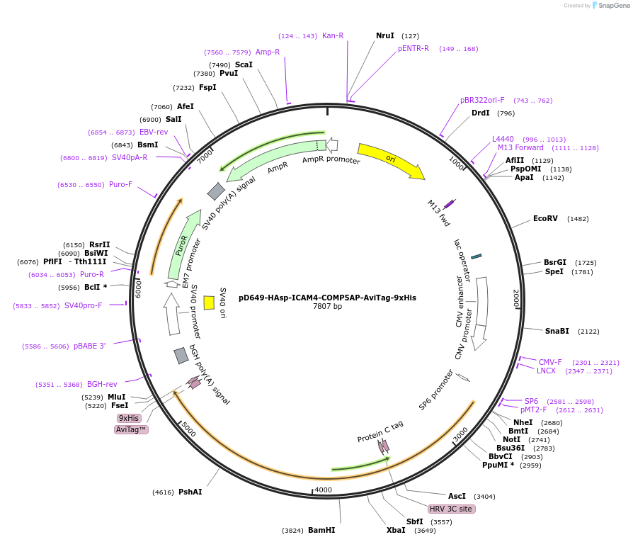 157211-plasmid-map-sequence-id-303531