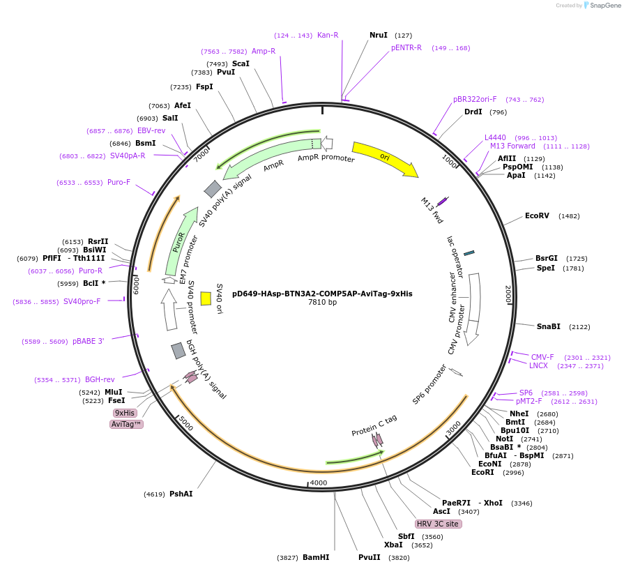 157215-plasmid-map-sequence-id-303539