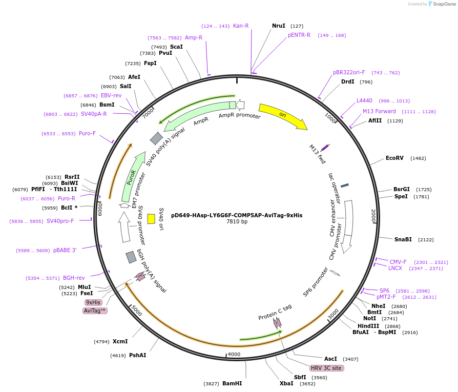 157217-plasmid-map-sequence-id-303543