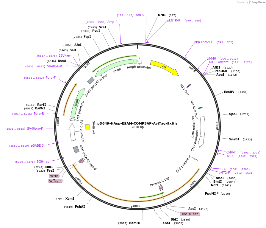 157218-plasmid-map-sequence-id-303545
