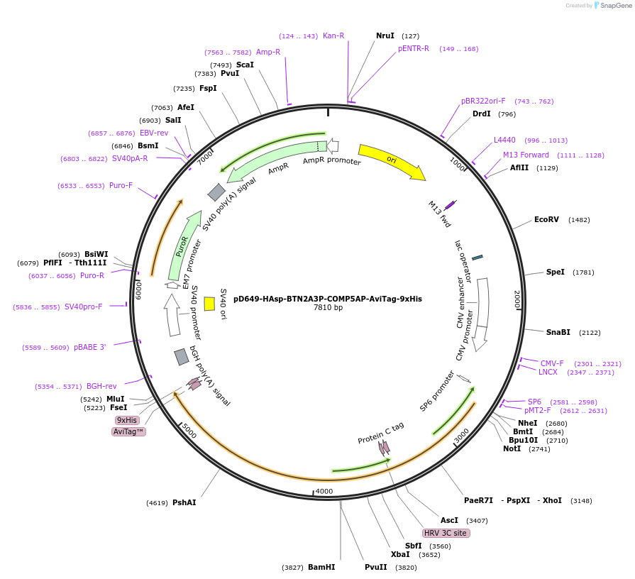 157219-plasmid-map-sequence-id-303547