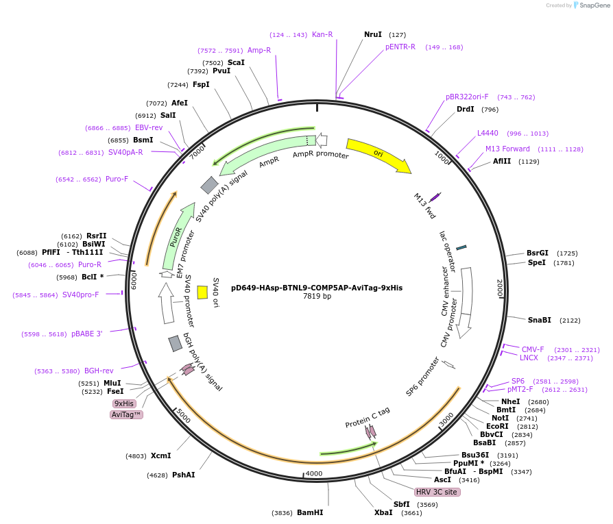157229-plasmid-map-sequence-id-303567
