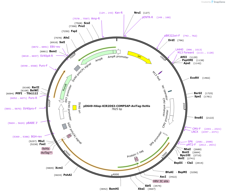 157237-plasmid-map-sequence-id-303583