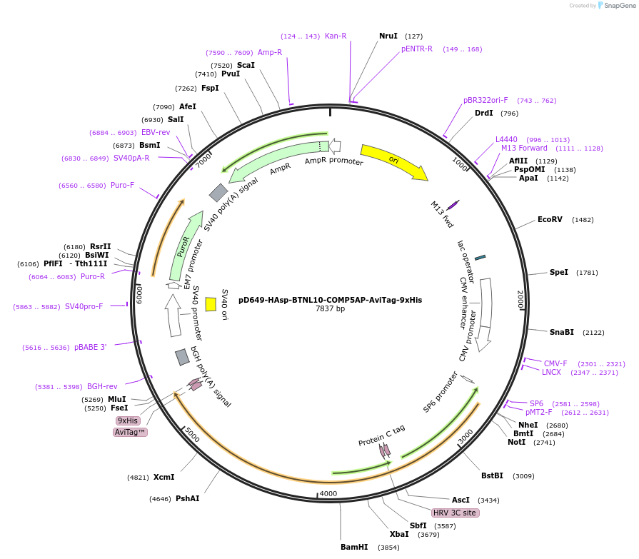 157242-plasmid-map-sequence-id-303593