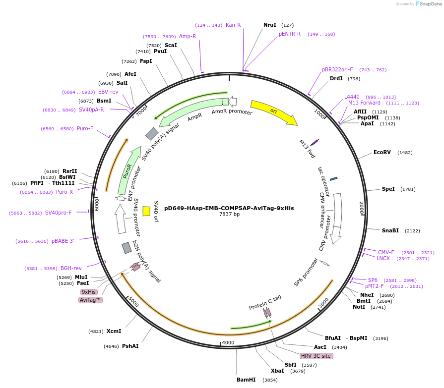 157244-plasmid-map-sequence-id-303597