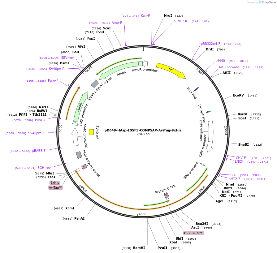 157246-plasmid-map-sequence-id-303601