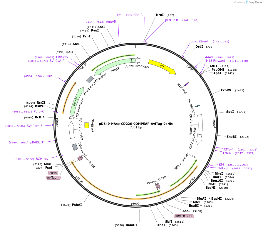 157252-plasmid-map-sequence-id-303613