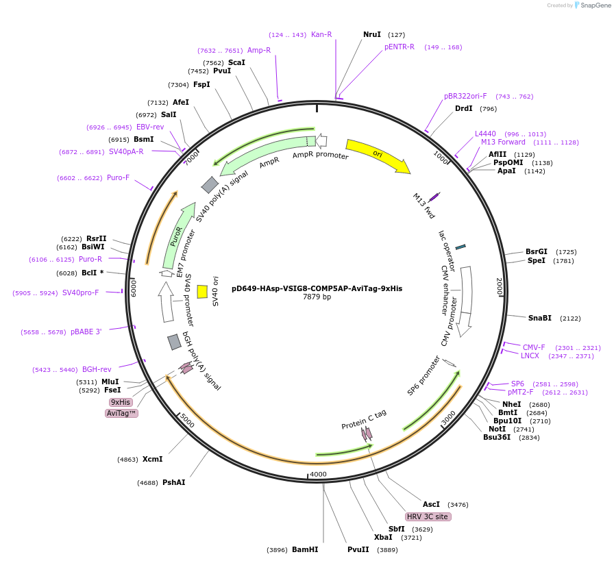 157259-plasmid-map-sequence-id-303627