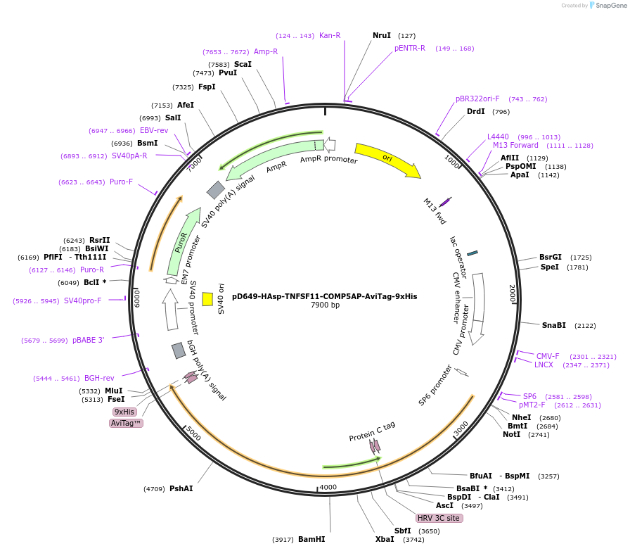 157264-plasmid-map-sequence-id-303637