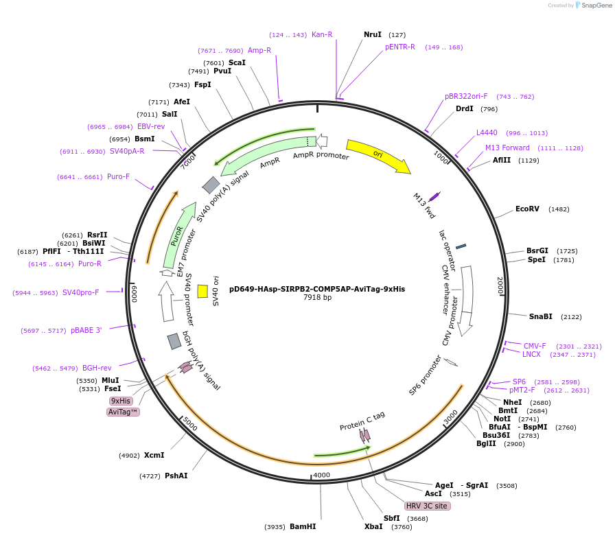 157269-plasmid-map-sequence-id-303647