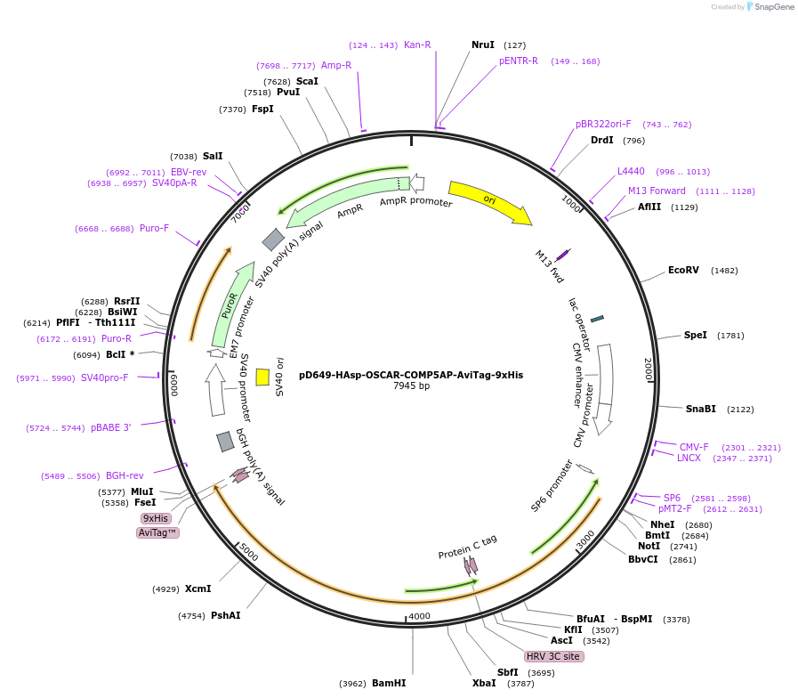 157272-plasmid-map-sequence-id-303653