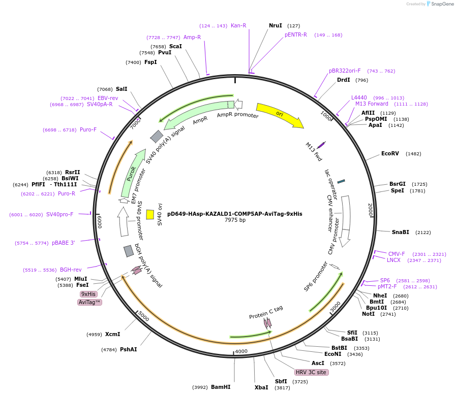 157281-plasmid-map-sequence-id-303671