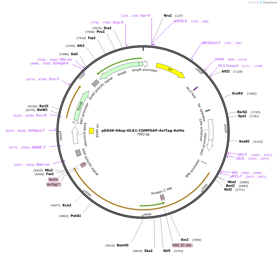 157284-plasmid-map-sequence-id-303677