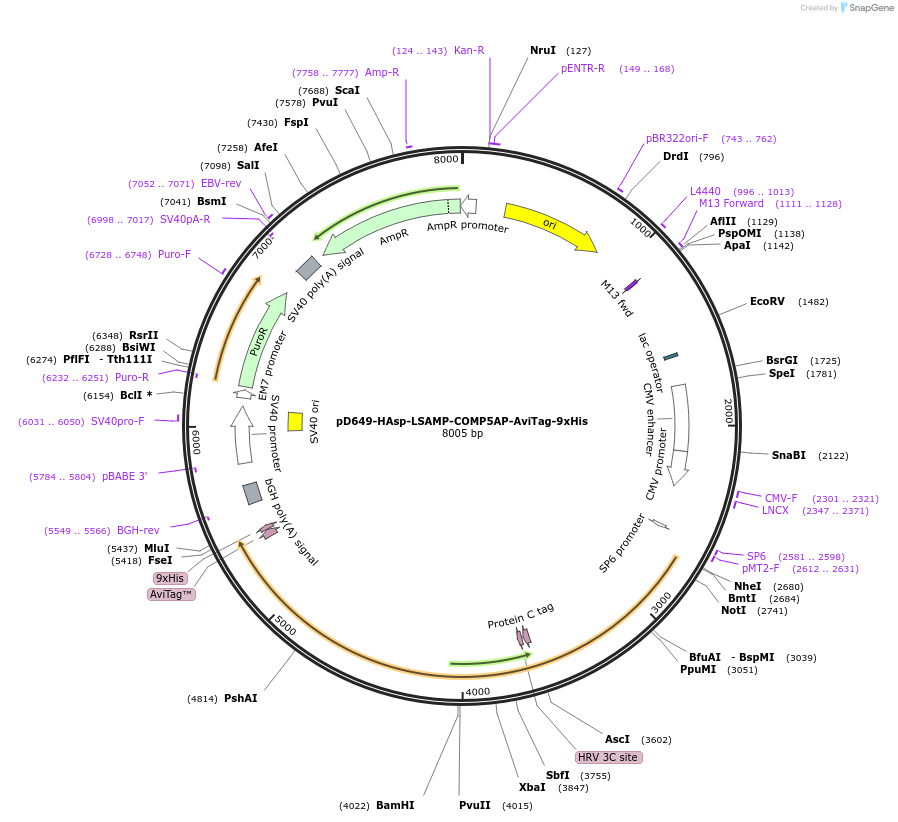 157288-plasmid-map-sequence-id-303685