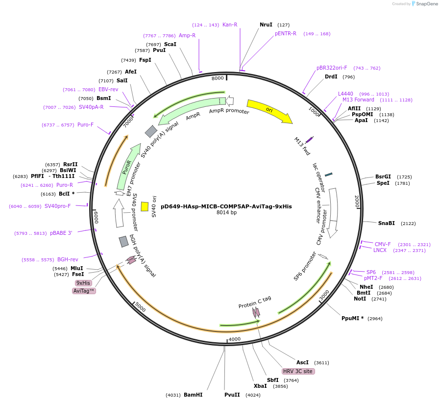 157291-plasmid-map-sequence-id-303691