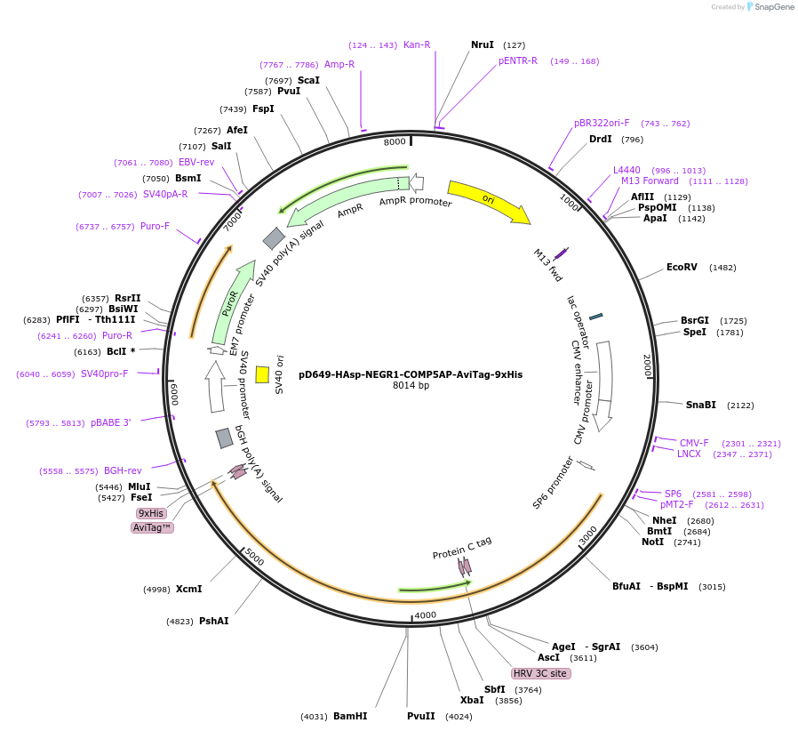 157292-plasmid-map-sequence-id-303693