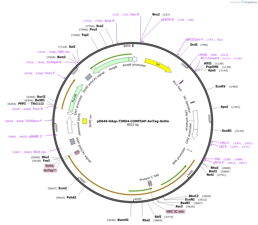 157295-plasmid-map-sequence-id-303699